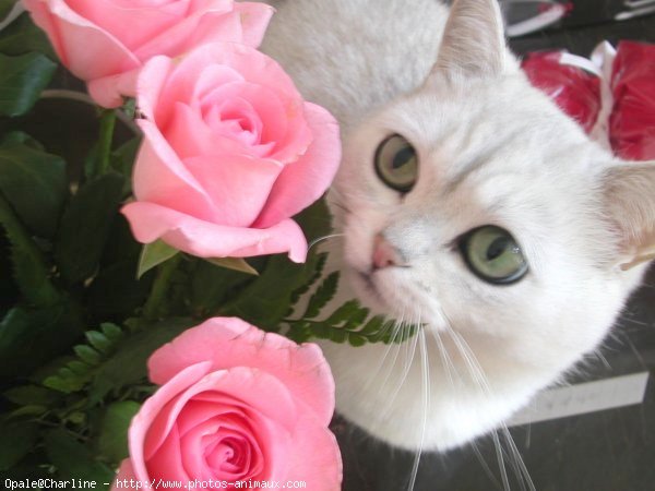 Photo de British shorthair