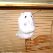 Photo de Hamster