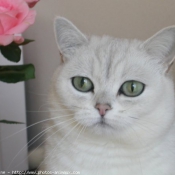 Photo de British shorthair