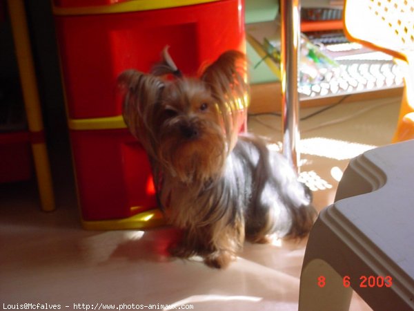 Photo de Yorkshire terrier