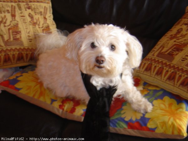 Photo de Bichon maltais