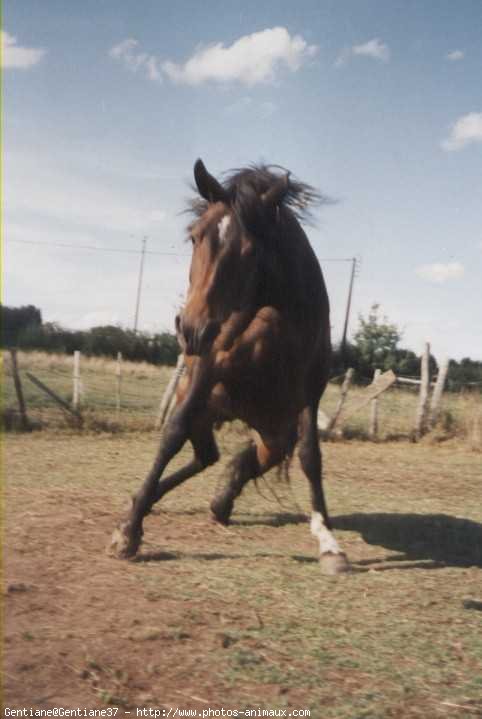 Photo de Poney franais de selle