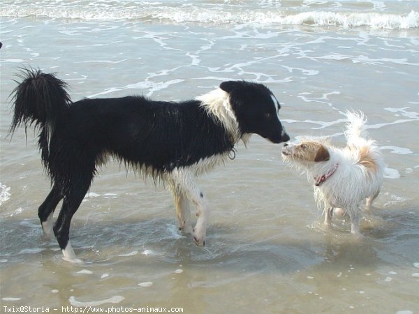 Photo de Border collie