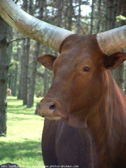 Photo de Watusi