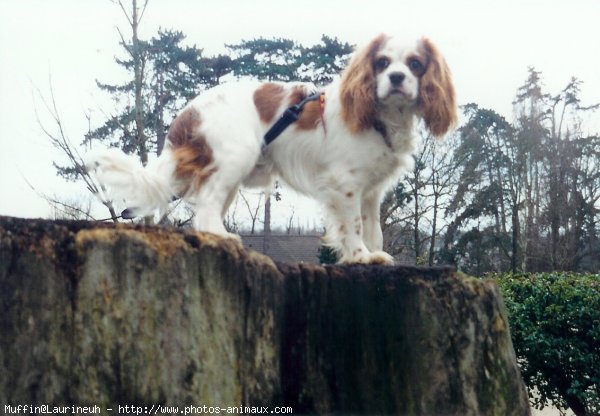 Photo de Cavalier king charles spaniel