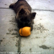 Photo de Cairn terrier