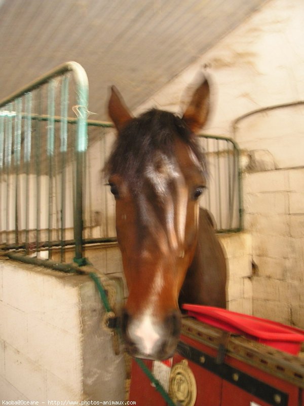 Photo de Poney franais de selle