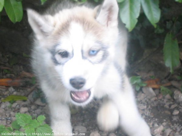 Photo de Husky siberien