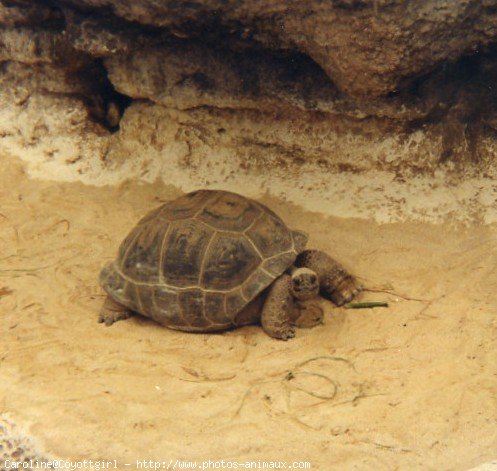 Photo de Tortue