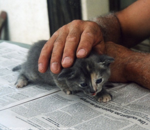 Photo de Chat domestique