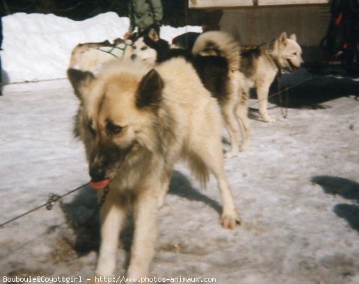 Photo de Husky siberien