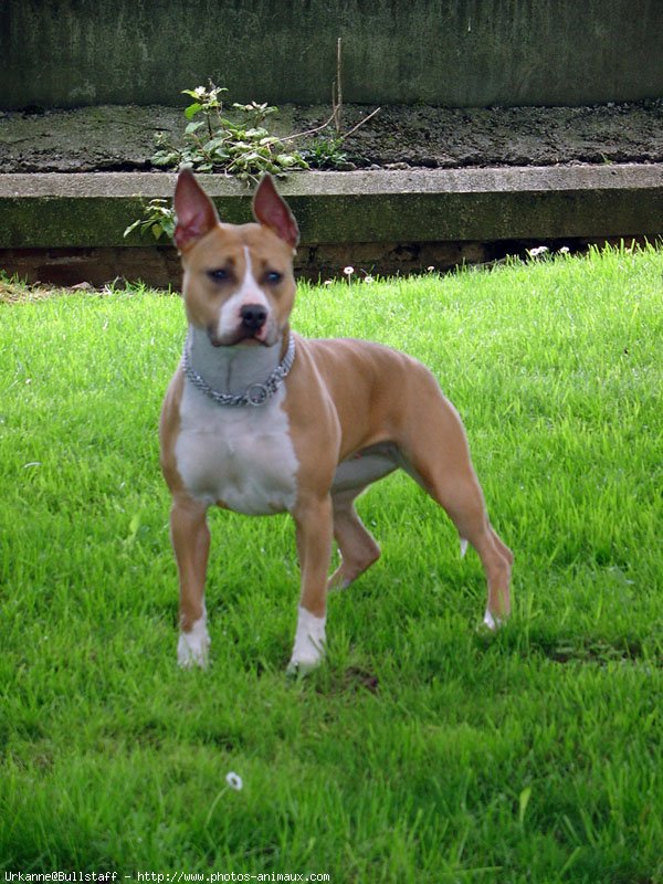 Photo d'American staffordshire terrier