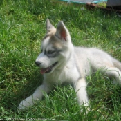 Photo de Husky siberien