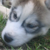 Photo de Husky siberien