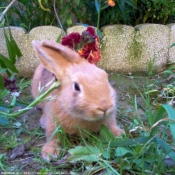 Photo de Lapin