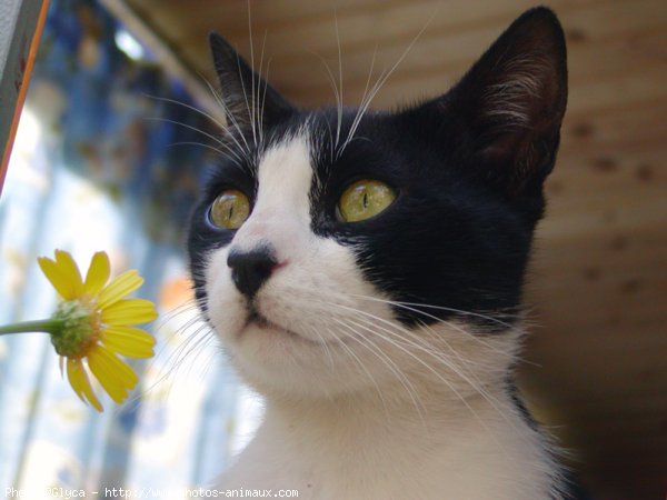 Photo de Chat domestique