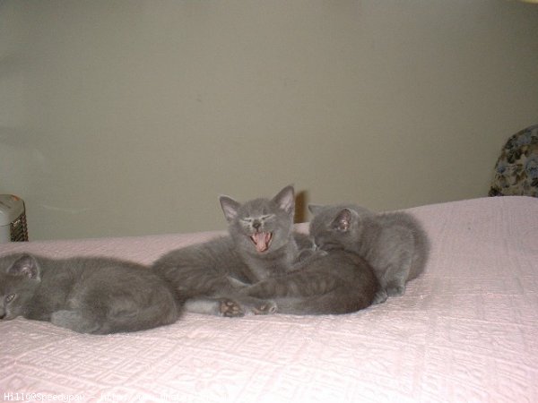 Photo de Chartreux