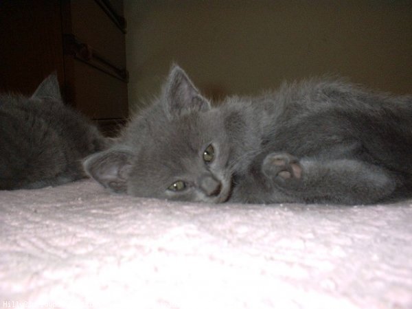 Photo de Chartreux