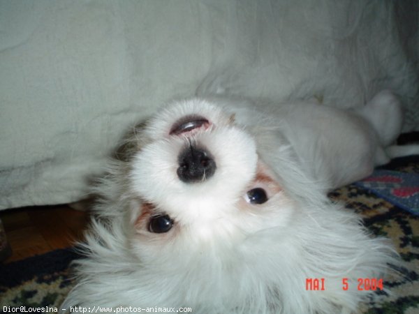 Photo de Lhassa apso