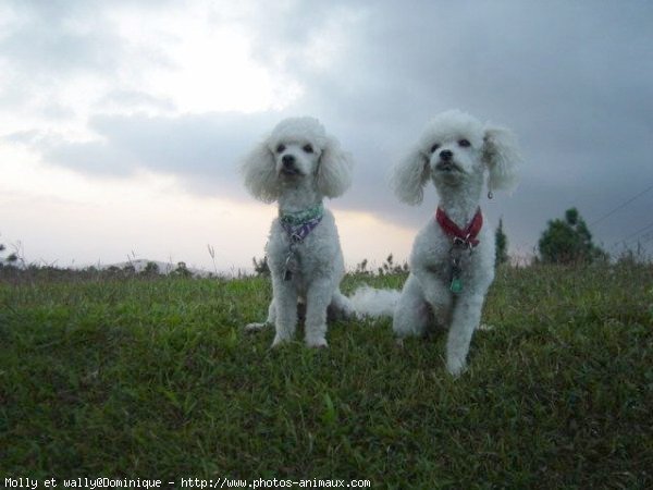 Photo de Caniche moyen