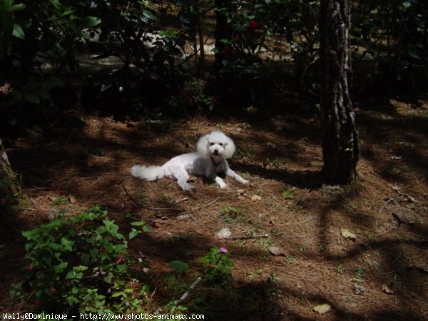 Photo de Caniche moyen