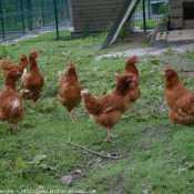 Photo de Poule