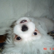 Photo de Lhassa apso