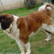 Photo de Saint-bernard poil long