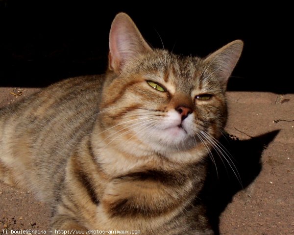 Photo de Chat domestique