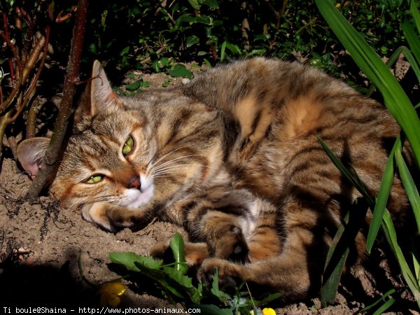 Photo de Chat domestique