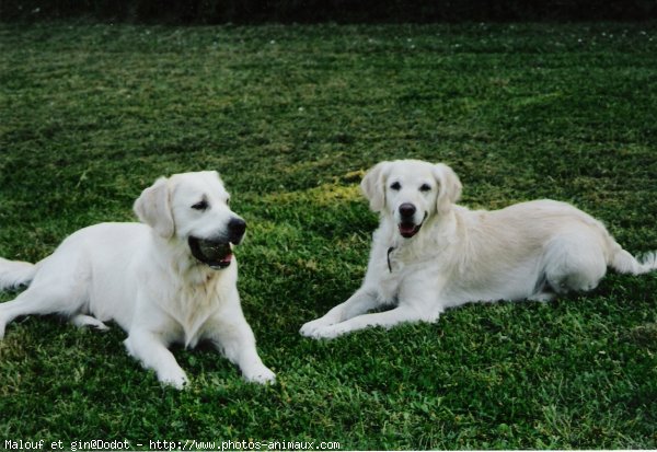 Photo de Golden retriever