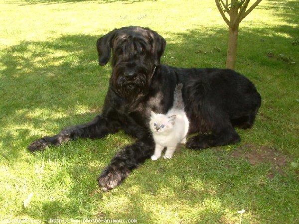 Photo de Schnauzer gant