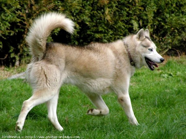 Photo de Husky siberien