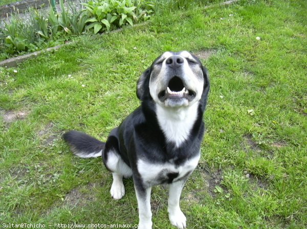 Photo de Husky siberien