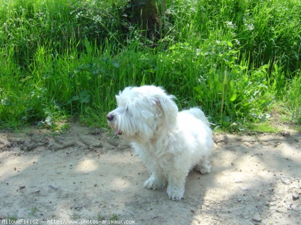 Photo de Bichon maltais