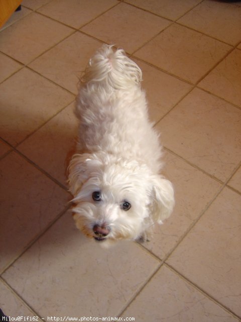 Photo de Bichon maltais