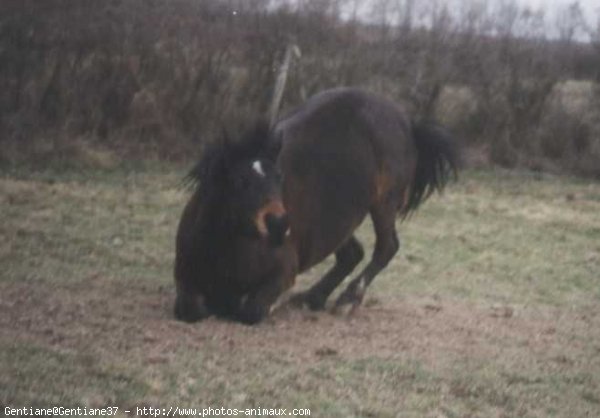 Photo de Poney franais de selle