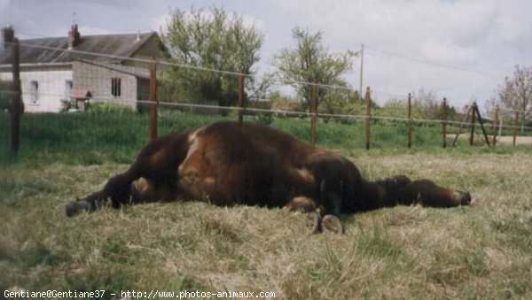 Photo de Poney franais de selle