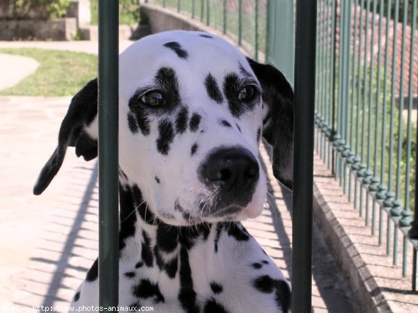 Photo de Dalmatien