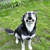 Photo de Husky siberien