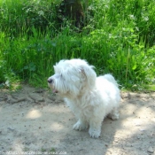 Photo de Bichon maltais