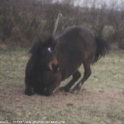 Photo de Poney franais de selle