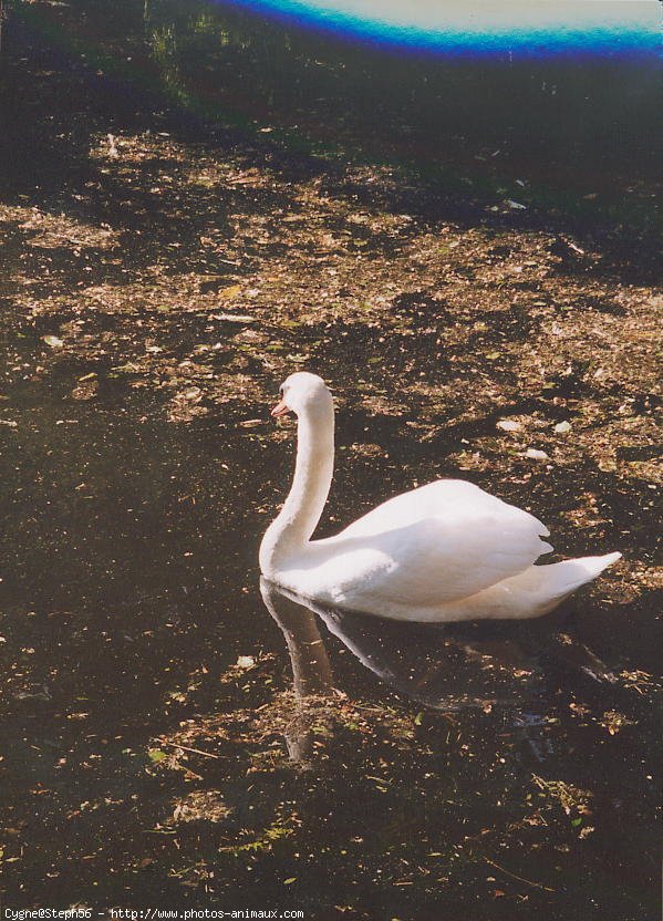 Photo de Cygne