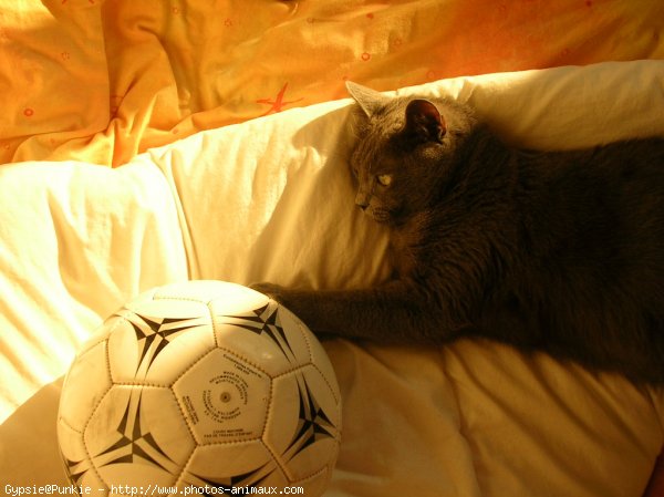 Photo de Chartreux