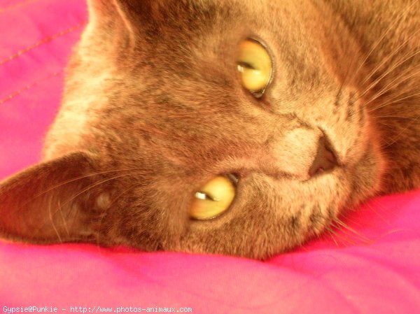 Photo de Chartreux