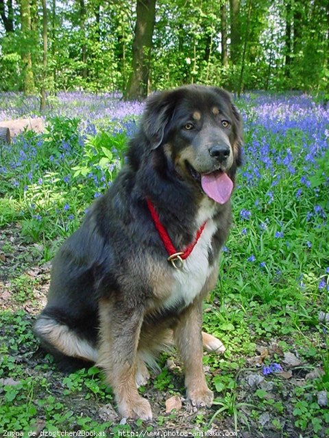 Photo de Dogue du tibet