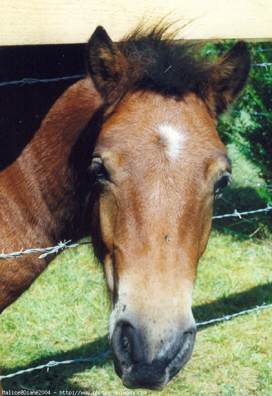 Photo de Shetland