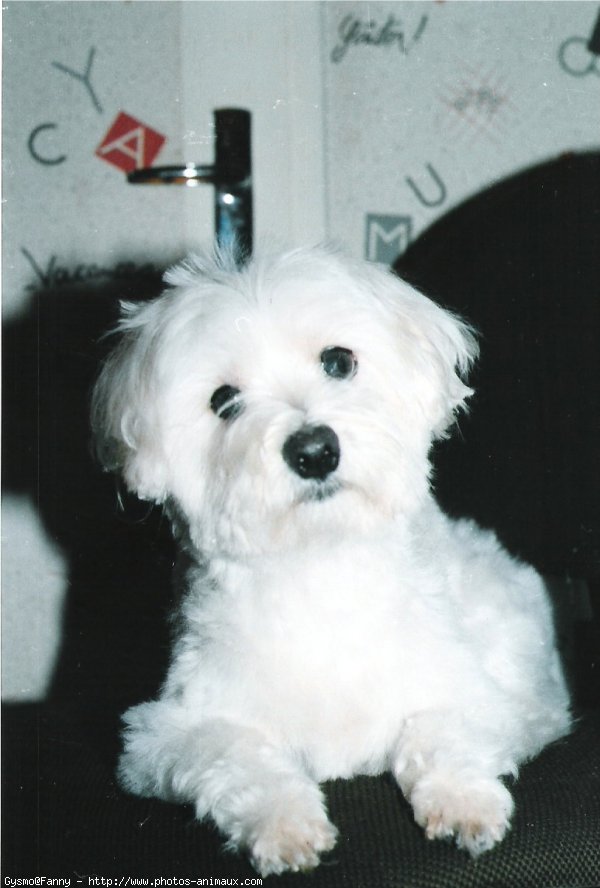 Photo de Bichon maltais