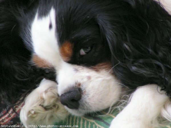 Photo de Cavalier king charles spaniel