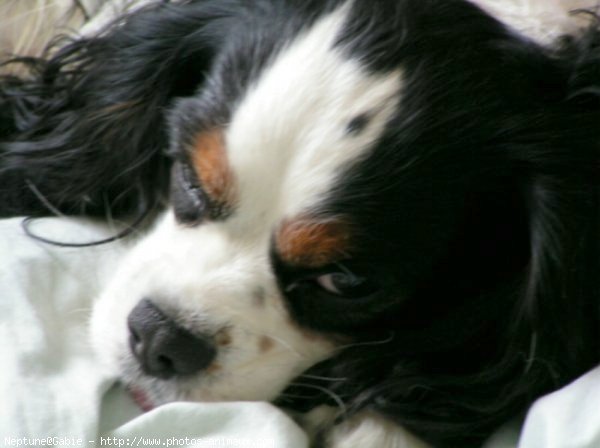 Photo de Cavalier king charles spaniel